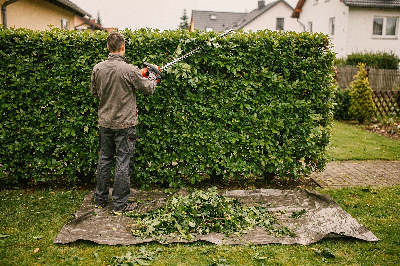Symbolbild: Geschnittene Ligusterhecke an einem Gartenweg, davor Grünschnitt auf einer Plane