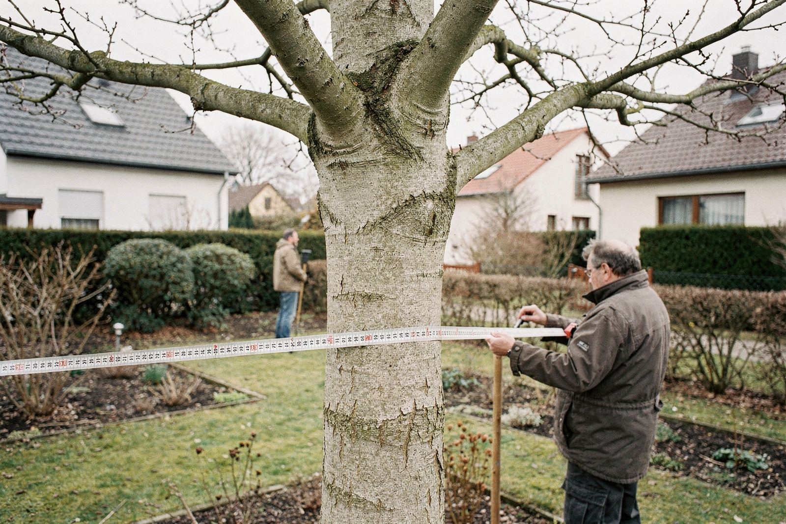 Symbolbild: Maßband um den Stamm eines Laubbaums in einem Garten, in einem Meter Höhe angelegt