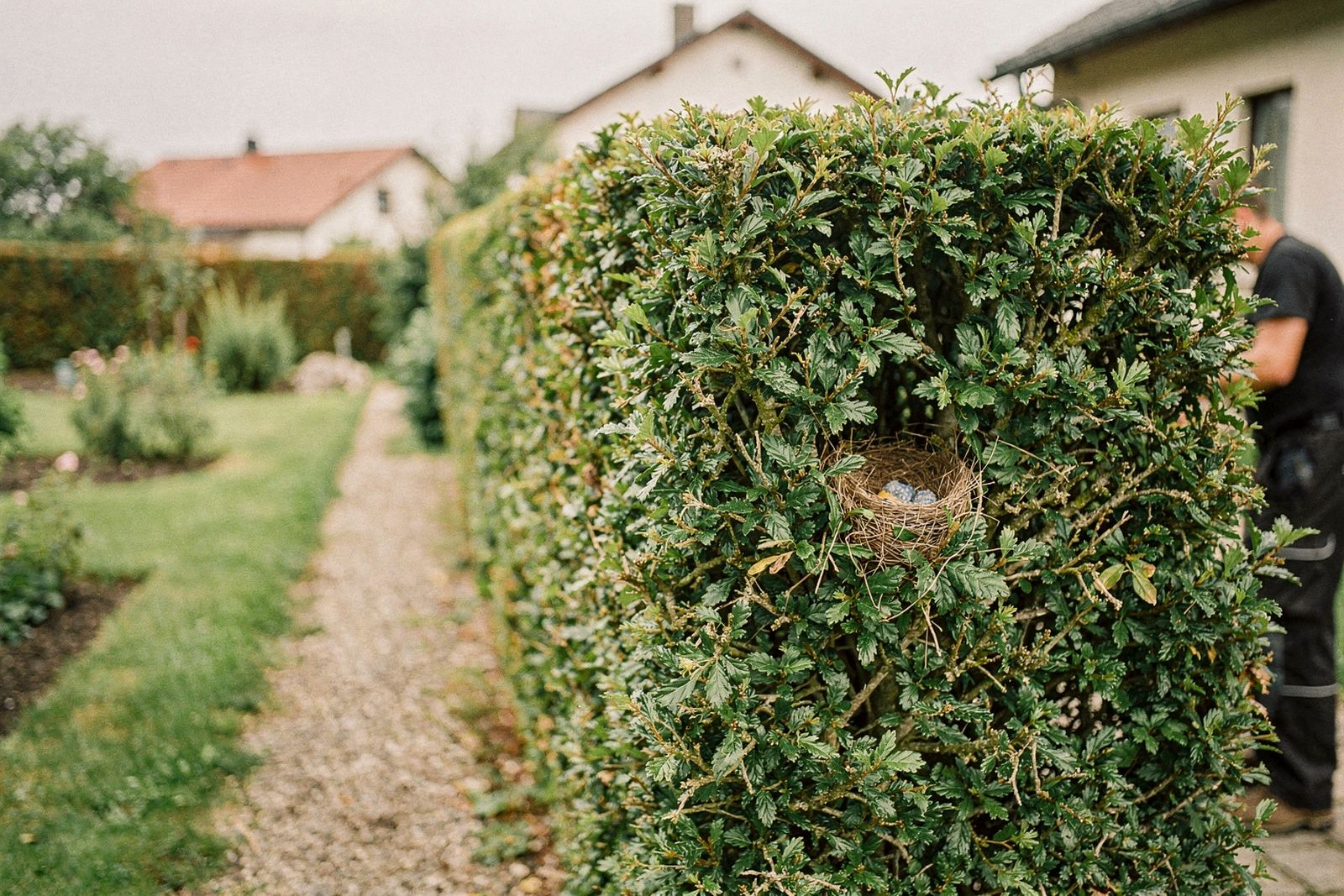 Symbolbild: In Form geschnittene Ligusterhecke an einer Grundstücksgrenze